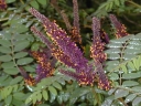 rośliny ogrodowe -  Amorfa krzewiasta zw. Indygowiec Amorpha fruticosa C2/1-1,5m *25P