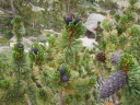rośliny ogrodowe  Sosna oścista Pinus aristata C5/20-30cm *K4
