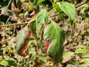 sklep ogrodniczy -  Dereń skrętolistny PINKY SPOT 'Minspot' Cornus alternifolia C5/60-80cm *K6