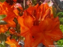 sklep ogrodniczy -  Azalia ROYAL COMMAND na PNIU Rhododendron - drzewko C6/Pa60(100)cm *TP