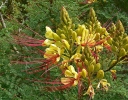 rośliny ogrodowe  Brezylka cytrynowa Caesalpinia gilliesii C5/30-50cm *T35