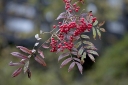 rośliny ogrodowe  Jarząb dalekowschodni Sorbus discolor S.commixta C5/1,2-1,6m *K6