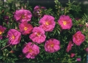 sklep ogrodniczy -  Róża pomarszczona RÓŻOWA - 30szt. nasion  Rosa Rugosa