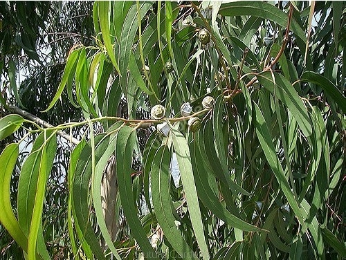 Znalezione obrazy dla zapytania eukaliptus cytrynowy