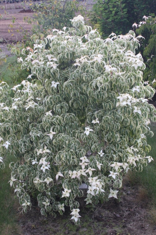 rośliny ogrodowe - Dereń kousa SAMARITAN Cornus kousa C5/80cm *13