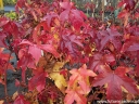 rośliny ozdobne -  Ambrowiec amerykański (Liquidambar styraciflua) C5/80-100cm *K6