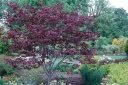 rośliny ozdobne -  Judaszowiec kanadyjski Forest Pansy (Cercis canadensis) C5/60cm *K6