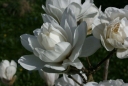 sklep ogrodniczy - Magnolia x loebneri WILDCAT C5/60-80cm *T44