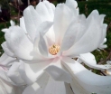 rośliny ogrodowe - Magnolia x loebneri WILDCAT C5/60-80cm *T44