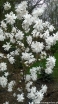 rośliny ozdobne - Magnolia x loebneri WILDCAT C5/60-80cm *T44
