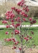 sadzonki - Magnolia MARCH TILL FROST C3/100cm *T68