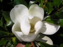 sadzonki - Magnolia grandiflora EDITH BOGUE Zimozielona wielkokwiatowa C5/30cm