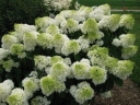 sadzonki -  Hortensja bukietowa LITTLE LIME PBR 'Jane' Hydrangea paniculata /C2 *K18