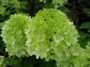 sadzonki - Hortensja bukietowa LITTLE LIME PBR 'Jane' Hydrangea paniculata /C2 *K18