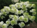 sklep ogrodniczy - Hortensja bukietowa LITTLE LIME PBR 'Jane' Hydrangea paniculata /C2 *K18