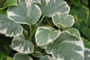 sadzonki -  Hortensja pnąca SILVER LINING PBR Hydrangea anomala petiolaris C2/40-50cm *T34