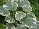 sklep ogrodniczy - Hortensja pnąca SILVER LINING PBR Hydrangea anomala petiolaris C2/40-50cm *T34