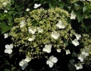rośliny ogrodowe - Hortensja pnąca SILVER LINING PBR Hydrangea anomala petiolaris C2/40-50cm *T34