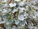 rośliny ozdobne - Hortensja pnąca SILVER LINING PBR Hydrangea anomala petiolaris C2/40-50cm *T34