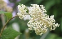 sklep ogrodniczy - Hortensja krzewiasta PICADILLY Hydrangea arborescens C3/50cm