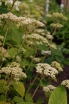 sadzonki - Hortensja krzewiasta PICADILLY Hydrangea arborescens C3/50cm