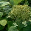 rośliny ozdobne - Hortensja krzewiasta PICADILLY Hydrangea arborescens C3/50cm