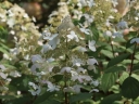 rośliny ogrodowe - Hortensja wiechowata SKYLIGHT Hydrangea paniculata