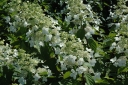 rośliny ogrodowe - Hortensja rubinowa RUBY ANGEL'S BLUSH Hydrangea paniculata /C10