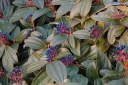 sklep ogrodniczy -  Kalina Dawida (Viburnum davidii) C2/20cm *28T