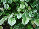 rośliny ozdobne -  Judaszowiec kanadyjski SILVER CLOUD Cercis canadensis Eastern Redbud
