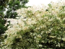 sadzonki - Judaszowiec kanadyjski SILVER CLOUD Cercis canadensis Eastern Redbud