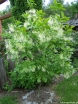 rośliny ozdobne - Śniegowiec chiński Chionanthus retusus C5/60cm *K8