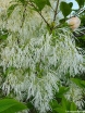 rośliny ozdobne - Śniegowiec chiński Chionanthus retusus C5/60cm *K8