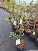 sklep ogrodniczy - Śniegowiec chiński Chionanthus retusus C5/60cm *K8