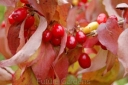 sklep ogrodniczy -  Dereń jadalny GOLDEN GLORY Cornus mas