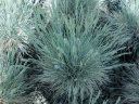 rośliny ozdobne - Kostrzewa popielata Intense Blue (Festuca glauca) P11