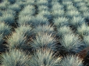 rośliny ogrodowe - Kostrzewa popielata Intense Blue (Festuca glauca) P11