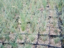 rośliny ogrodowe - Kostrzewa popielata Intense Blue (Festuca glauca) P11