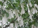 rośliny ogrodowe -  Davidia chińska SONOMA Davidia involucrata Chusteczkowe drzewo C5/40-60cm *T61