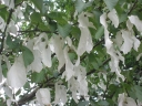 rośliny ozdobne -  Davidia chińska SONOMA Davidia involucrata Chusteczkowe drzewo C5/40-60cm *T61