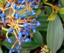 sklep ogrodniczy -  Kalina Dawida (Viburnum davidii)  C3/50cm