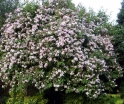 sklep ogrodniczy - Dwutarczka kwiecista (Dipelta floribunda) C2/30-40m *11