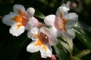 sklep ogrodniczy - Dwutarczka kwiecista (Dipelta floribunda) C2/30-40m *11