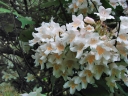 sadzonki - Dwutarczka kwiecista (Dipelta floribunda) C2/30-40m *11