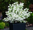 rośliny ogrodowe -  Obiela wielkokwiatowa Niagara® (Exochorda racemosa Pearl Busha) C5/30-50cm