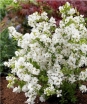rośliny ozdobne - Obiela wielkokwiatowa Niagara® (Exochorda racemosa Pearl Busha) C5/30-50cm