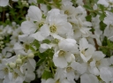 sadzonki - Obiela wielkokwiatowa Niagara® (Exochorda racemosa Pearl Busha) C5/30-50cm