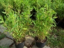 rośliny ozdobne - Bambus Fargesia murielae Selection