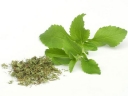 sklep ogrodniczy -  Stewia - nasiona - 0,01g (Stevia rebaudiana)