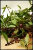 rośliny ogrodowe - Bazylia właściwa mieszanka odmian - nasiona 0,5 g Ocimum basilicum